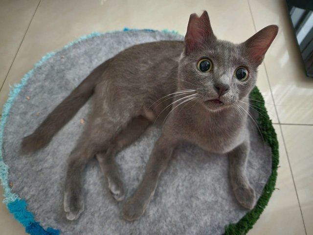 Bilo - Russian Blue + Domestic Short Hair Cat