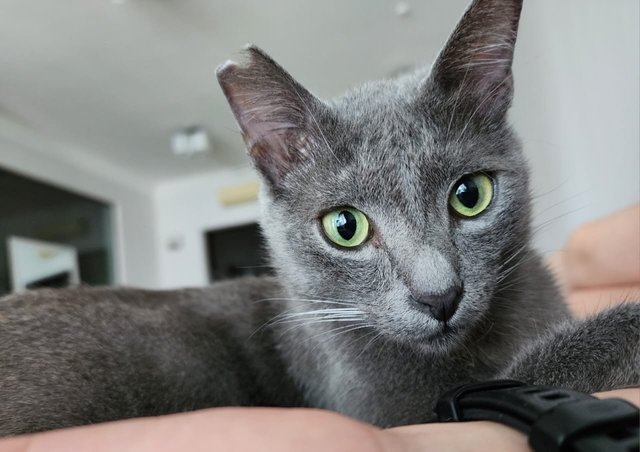 Bilo - Russian Blue + Domestic Short Hair Cat