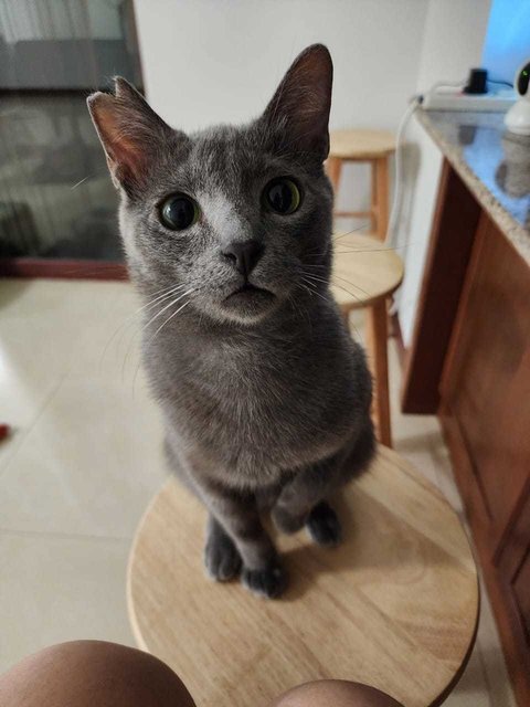 Bilo - Russian Blue + Domestic Short Hair Cat