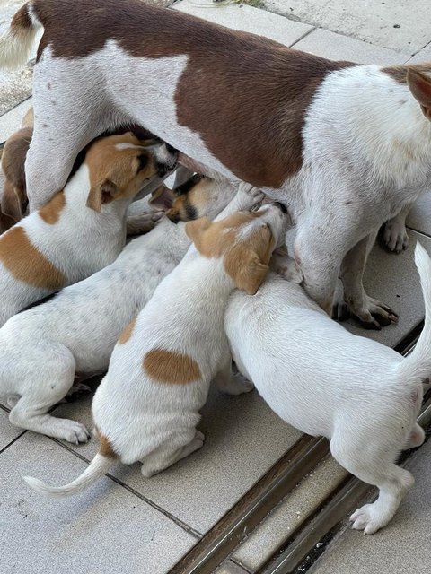 Puppies In Klang - Mixed Breed Dog