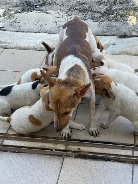 Puppies In Klang - Mixed Breed Dog