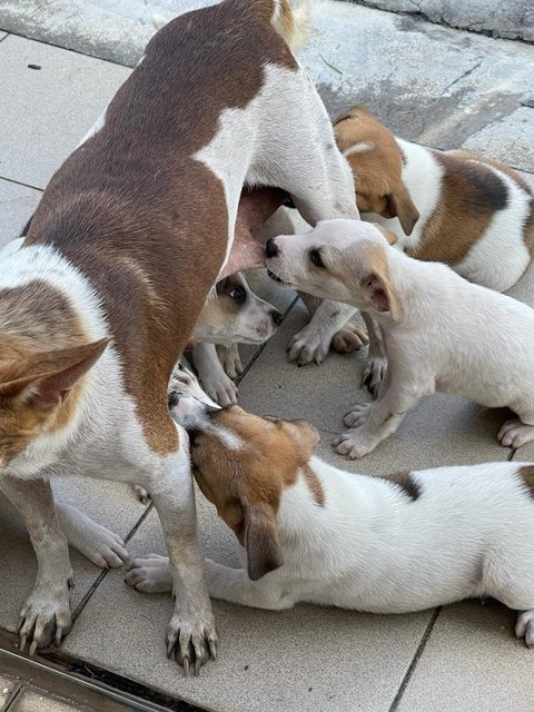 Puppies In Klang - Mixed Breed Dog