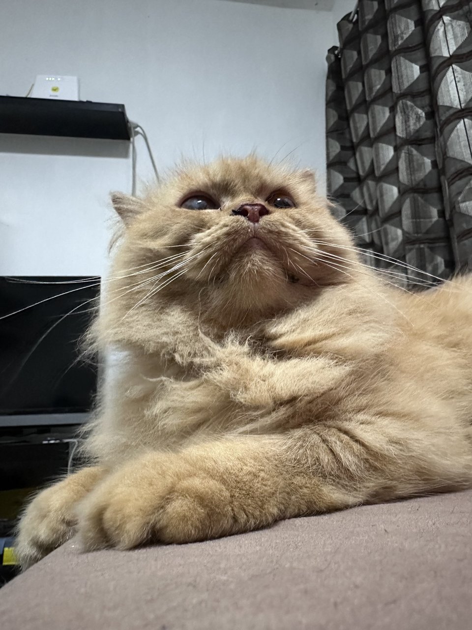 Pretzel - Persian Cat