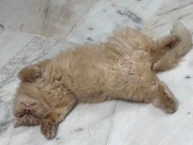 Pretzel - Persian Cat