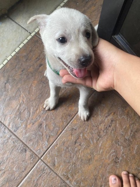 Mix Puppies For Adoption - Mixed Breed Dog