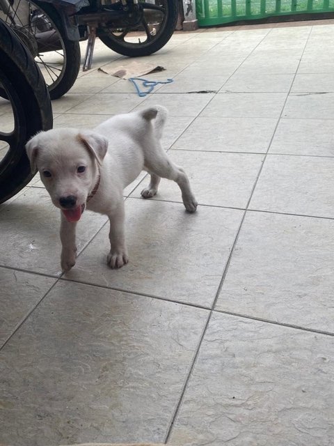 Mix Puppies For Adoption - Mixed Breed Dog