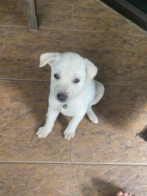 Mix Puppies For Adoption - Mixed Breed Dog