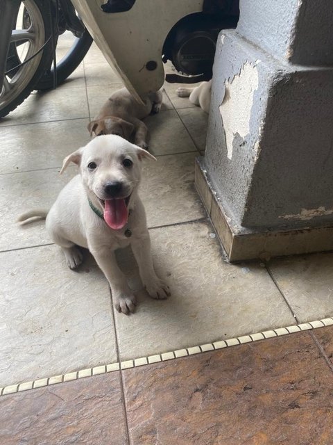 Mix Puppies For Adoption - Mixed Breed Dog