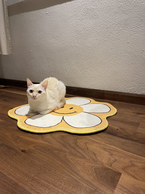 He loafs. He is the best at loafing. 