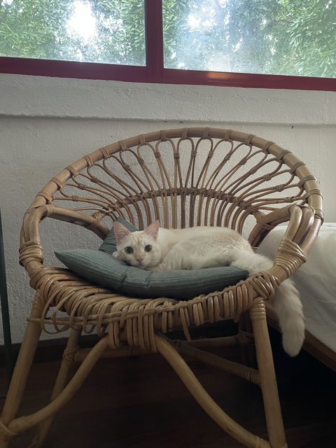 His favourite chair! Especially when I'm almost about to sit in it! 