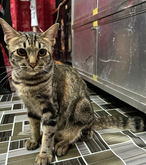 Belang  - Domestic Short Hair Cat