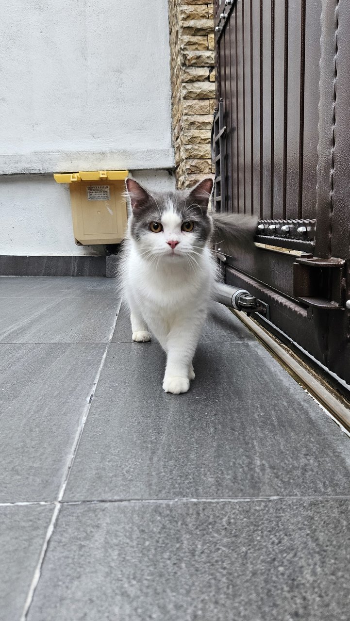 Fatty - Domestic Long Hair Cat