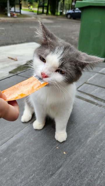 Fatty - Domestic Long Hair Cat