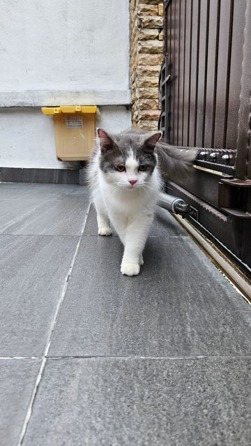 Fatty - Domestic Long Hair Cat