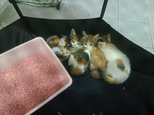 3 Cute Kittens - Domestic Medium Hair Cat