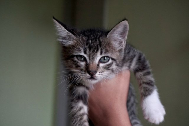 Oliver Twist - The Handsome Tabby - Tabby + Domestic Short Hair Cat