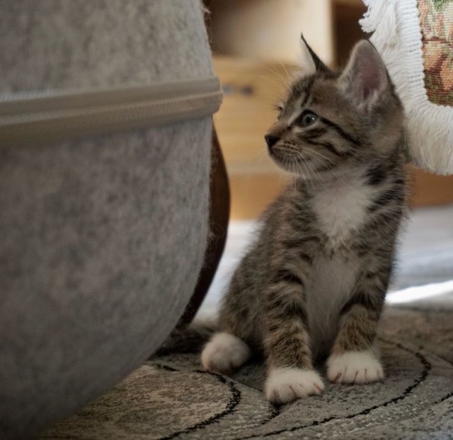 Oliver Twist - The Handsome Tabby - Tabby + Domestic Short Hair Cat