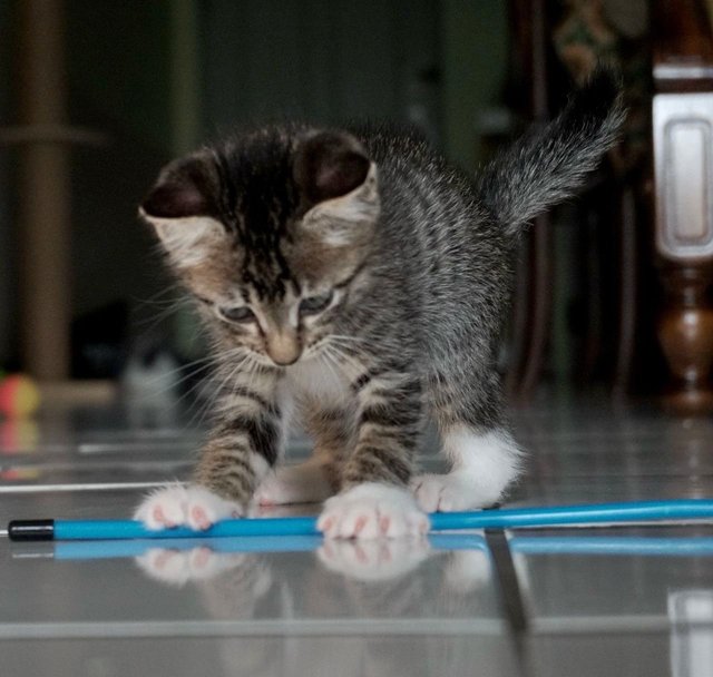 Oliver Twist - The Handsome Tabby - Tabby + Domestic Short Hair Cat