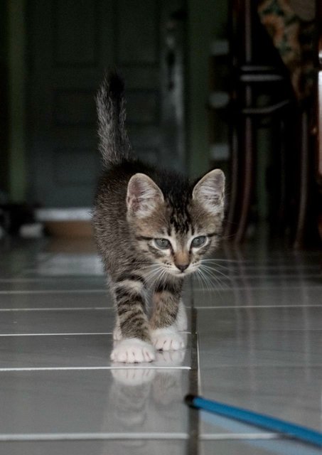 Oliver Twist - The Handsome Tabby - Tabby + Domestic Short Hair Cat