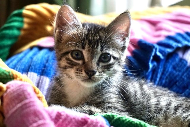 Oliver Twist - The Handsome Tabby - Tabby + Domestic Short Hair Cat