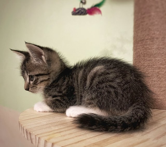 Oliver Twist - The Handsome Tabby - Tabby + Domestic Short Hair Cat