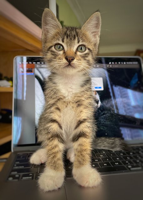 Oliver Twist - The Handsome Tabby - Tabby + Domestic Short Hair Cat