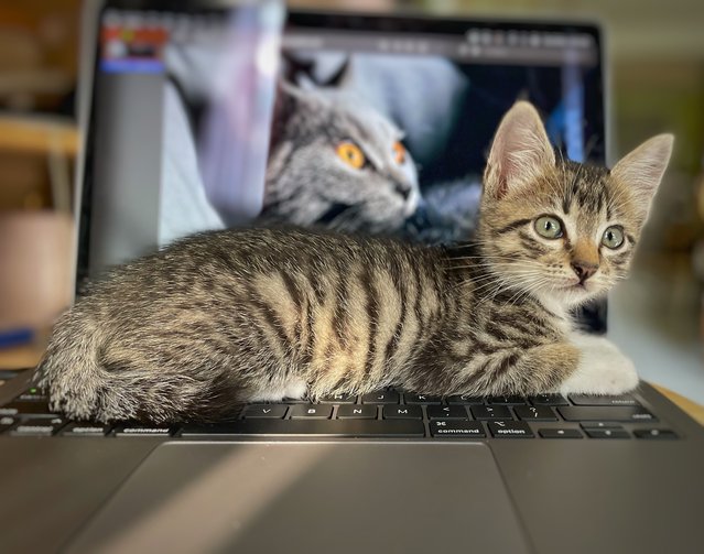 Oliver Twist - The Handsome Tabby - Tabby + Domestic Short Hair Cat