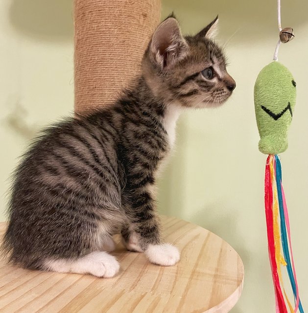 Oliver Twist - The Handsome Tabby - Tabby + Domestic Short Hair Cat