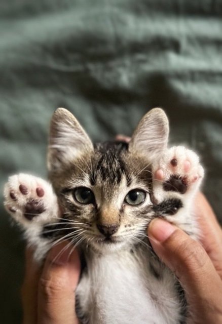 Oliver Twist - The Handsome Tabby - Tabby + Domestic Short Hair Cat