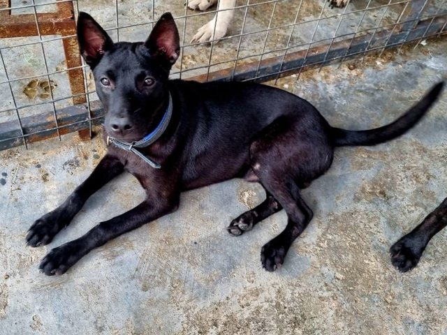 Blackie (Mini In Size)  - Labrador Retriever Mix Dog