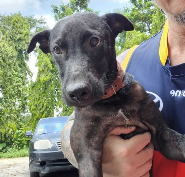 Blackie (Mini In Size)  - Labrador Retriever Mix Dog