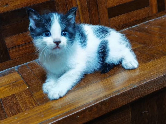 3 Baby Kitties - Domestic Short Hair Cat