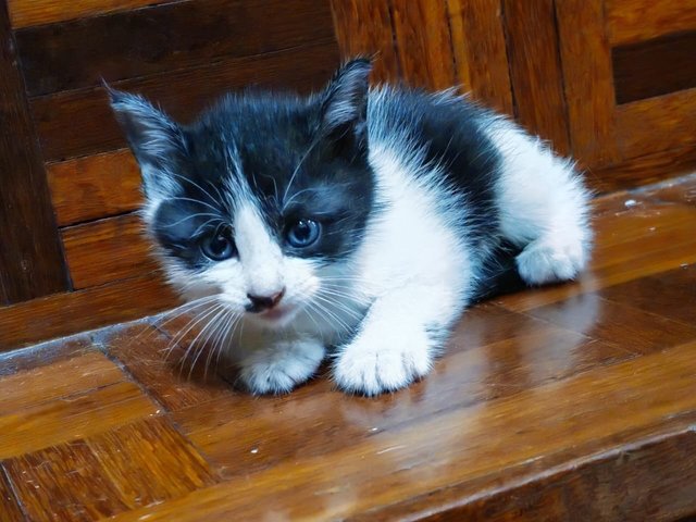 3 Baby Kitties - Domestic Short Hair Cat