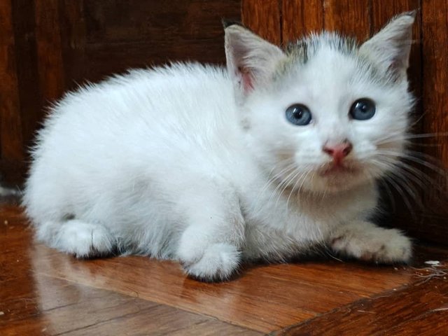 3 Baby Kitties - Domestic Short Hair Cat