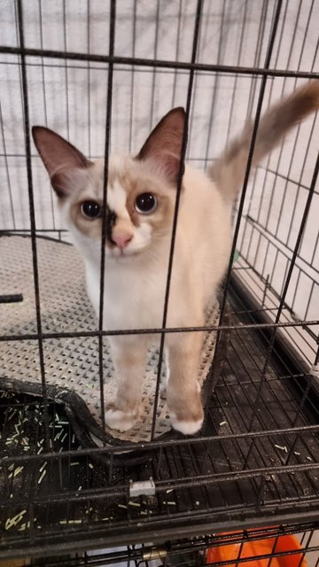 Whitty - Domestic Long Hair Cat