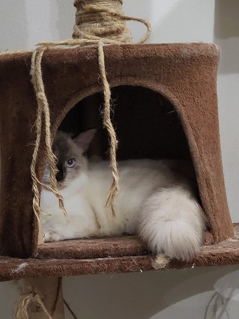 Snowy - American Shorthair + Domestic Medium Hair Cat