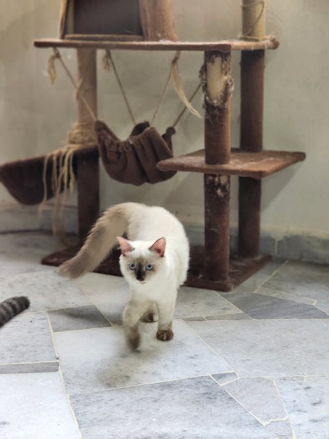 Snowy - American Shorthair + Domestic Medium Hair Cat