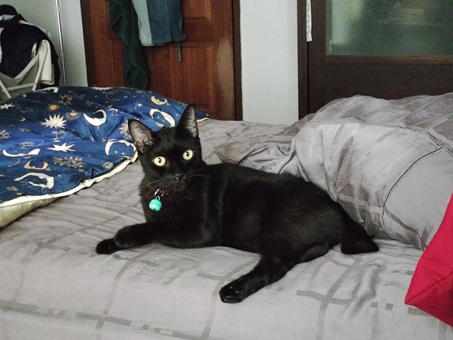 Mars - Bombay Cat