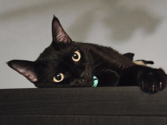 Mars - Bombay Cat