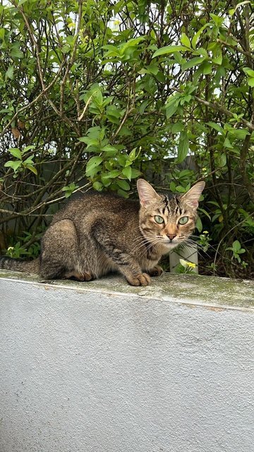 Zuri - Tabby + Oriental Tabby Cat