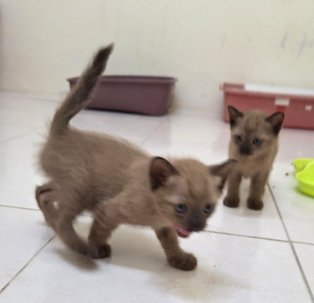 Kiki &amp; Lala - Burmese + Domestic Short Hair Cat