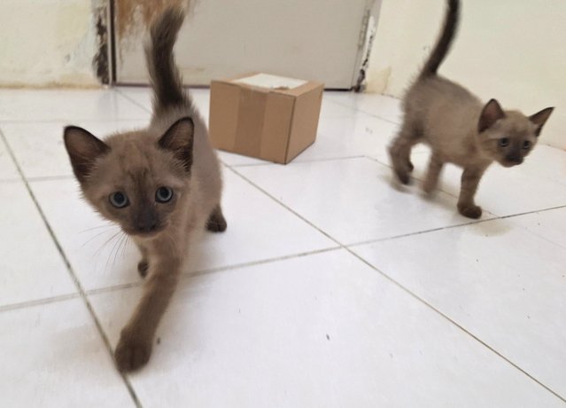 Kiki &amp; Lala - Burmese + Domestic Short Hair Cat