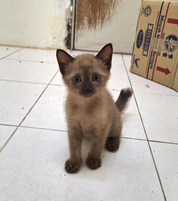 Kiki &amp; Lala - Burmese + Domestic Short Hair Cat