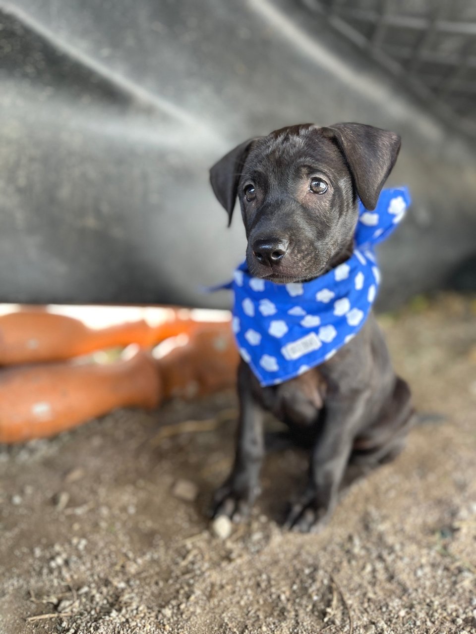 Angel - Mixed Breed Dog