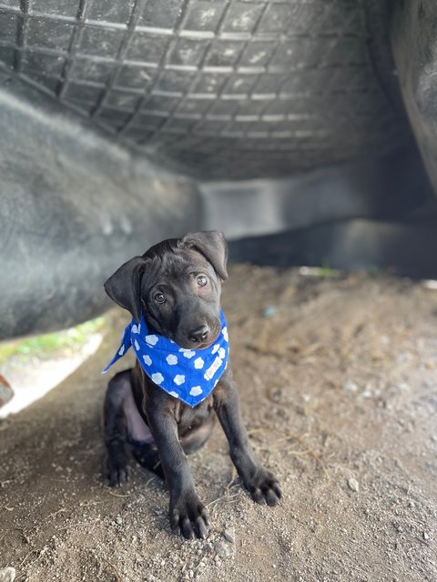 Angel - Mixed Breed Dog