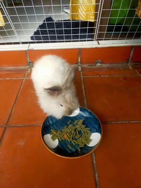 Lion Head Rabbit  - Lionhead Rabbit