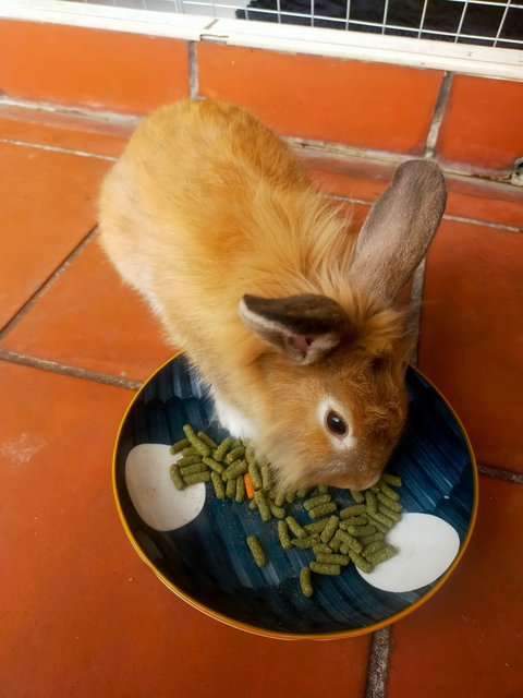 Lion Head Rabbit  - Lionhead Rabbit