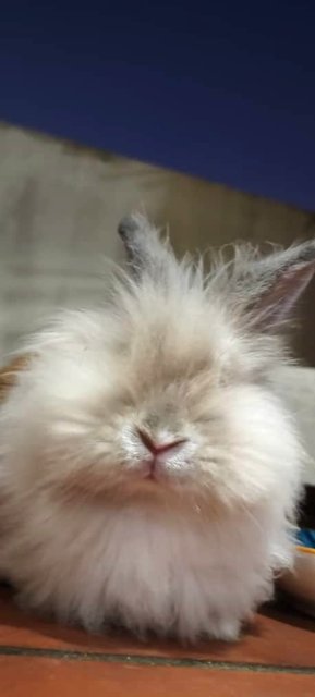 Lion Head Rabbit  - Lionhead Rabbit