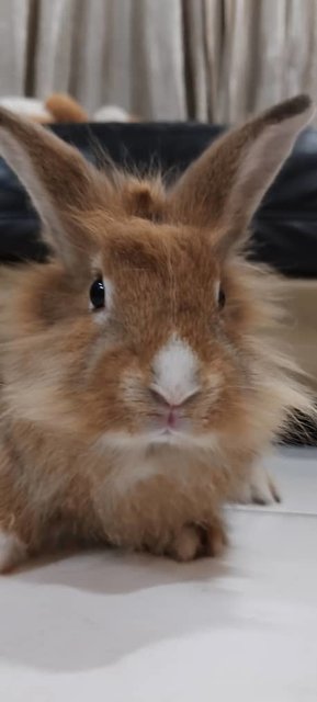 Lion Head Rabbit  - Lionhead Rabbit