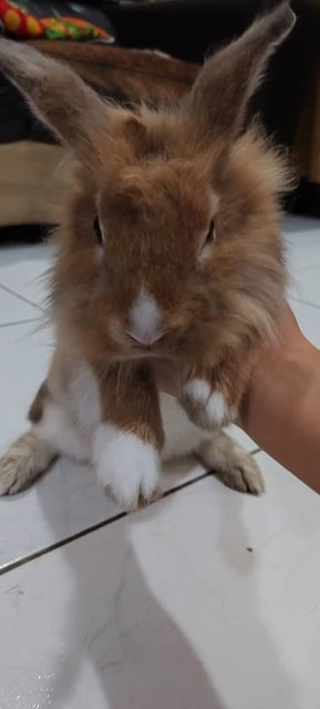 Lion Head Rabbit  - Lionhead Rabbit